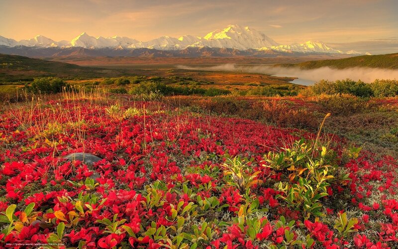 Red Berry Plants in Tundra — Serene