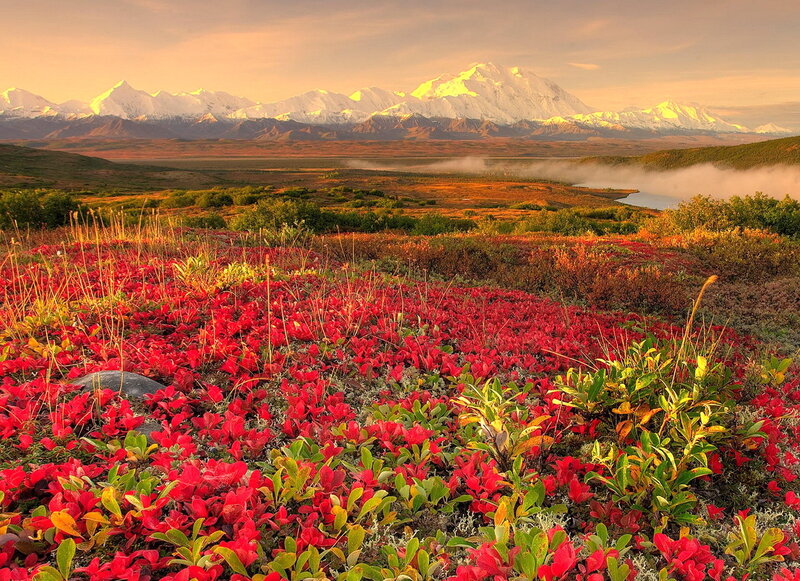 Red Berry Plants in Tundra