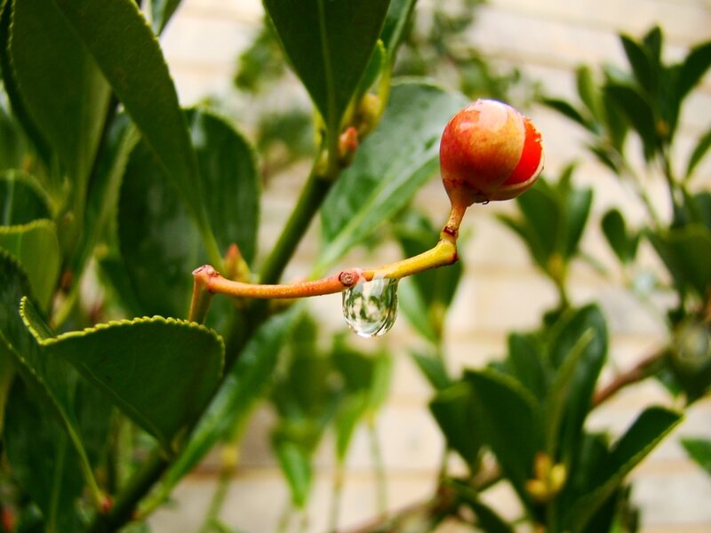 red berry with water droplet