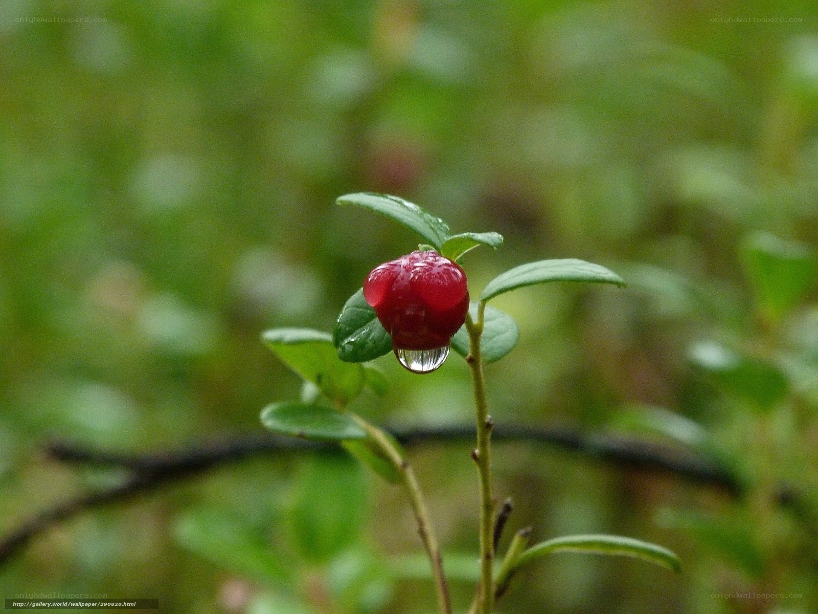 red berry with water droplet