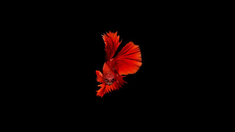 Red Betta Fish — Dramatic, Photograph