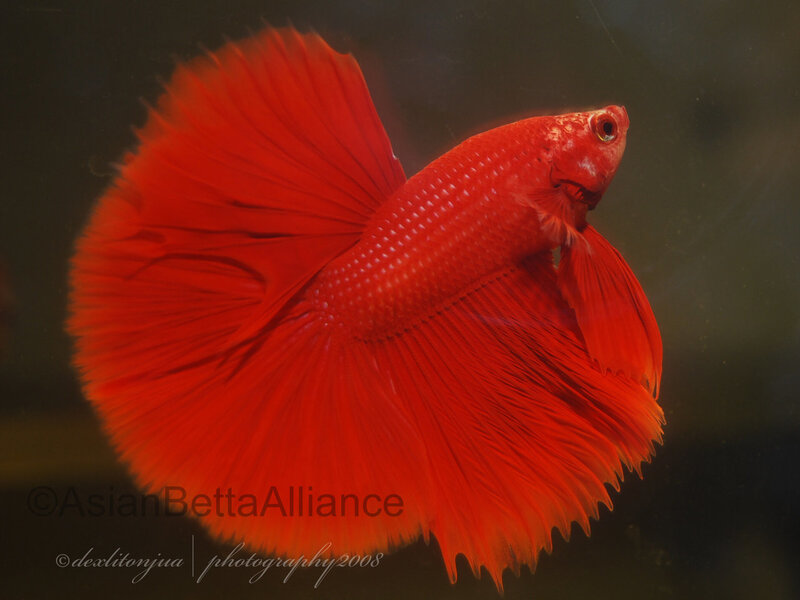 Red Betta Fish — Dramatic