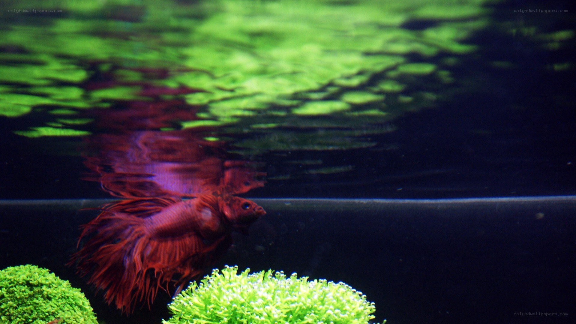 Red betta fish in aquarium