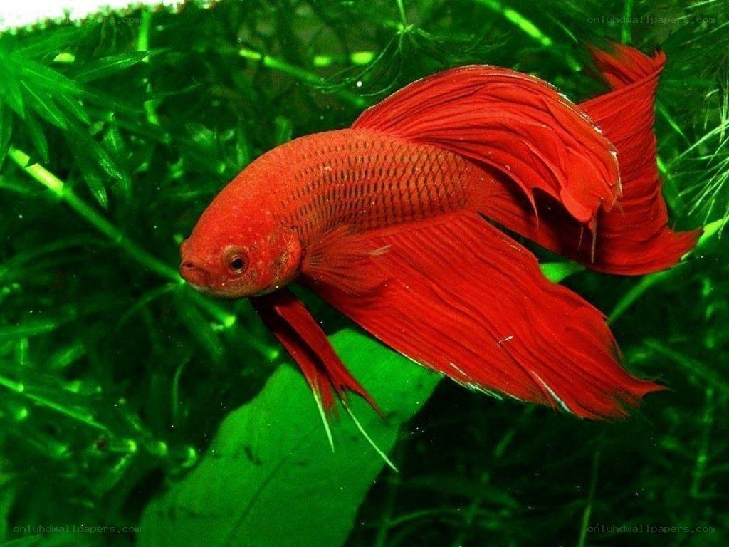 Red betta fish in aquarium