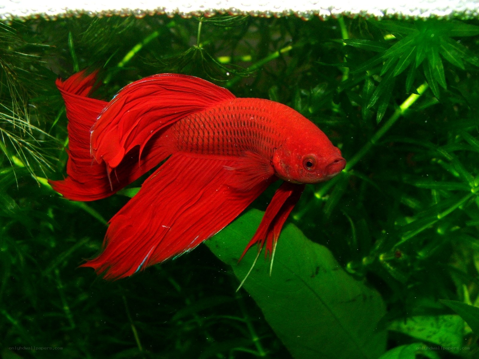 Red betta fish in aquarium