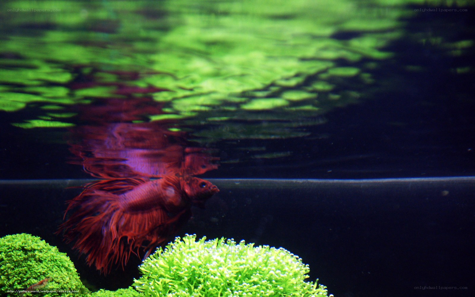 Red betta fish in aquarium