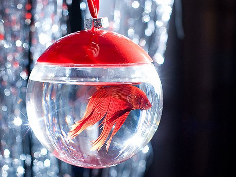 Red Betta Fish in Bowl