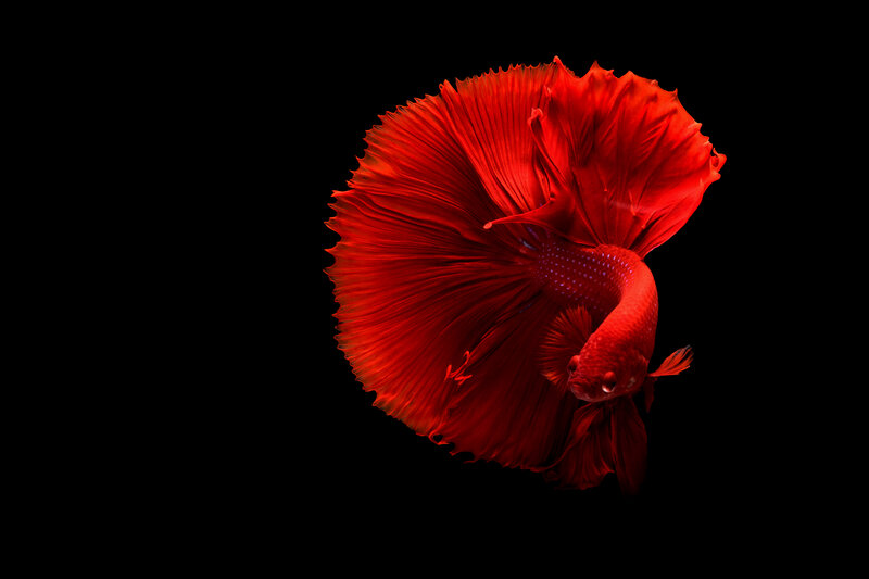 Red betta fish in motion