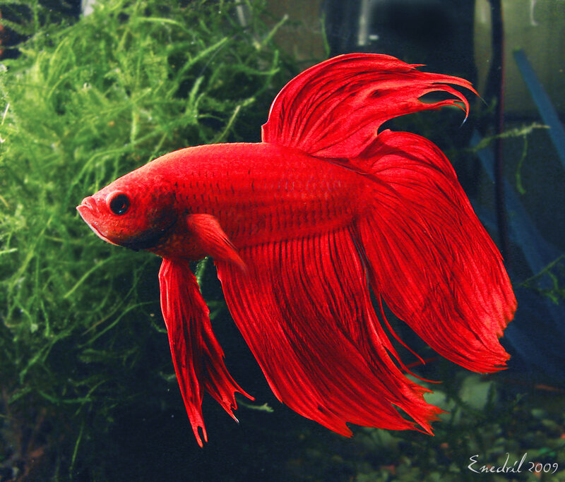 Red Betta Fish