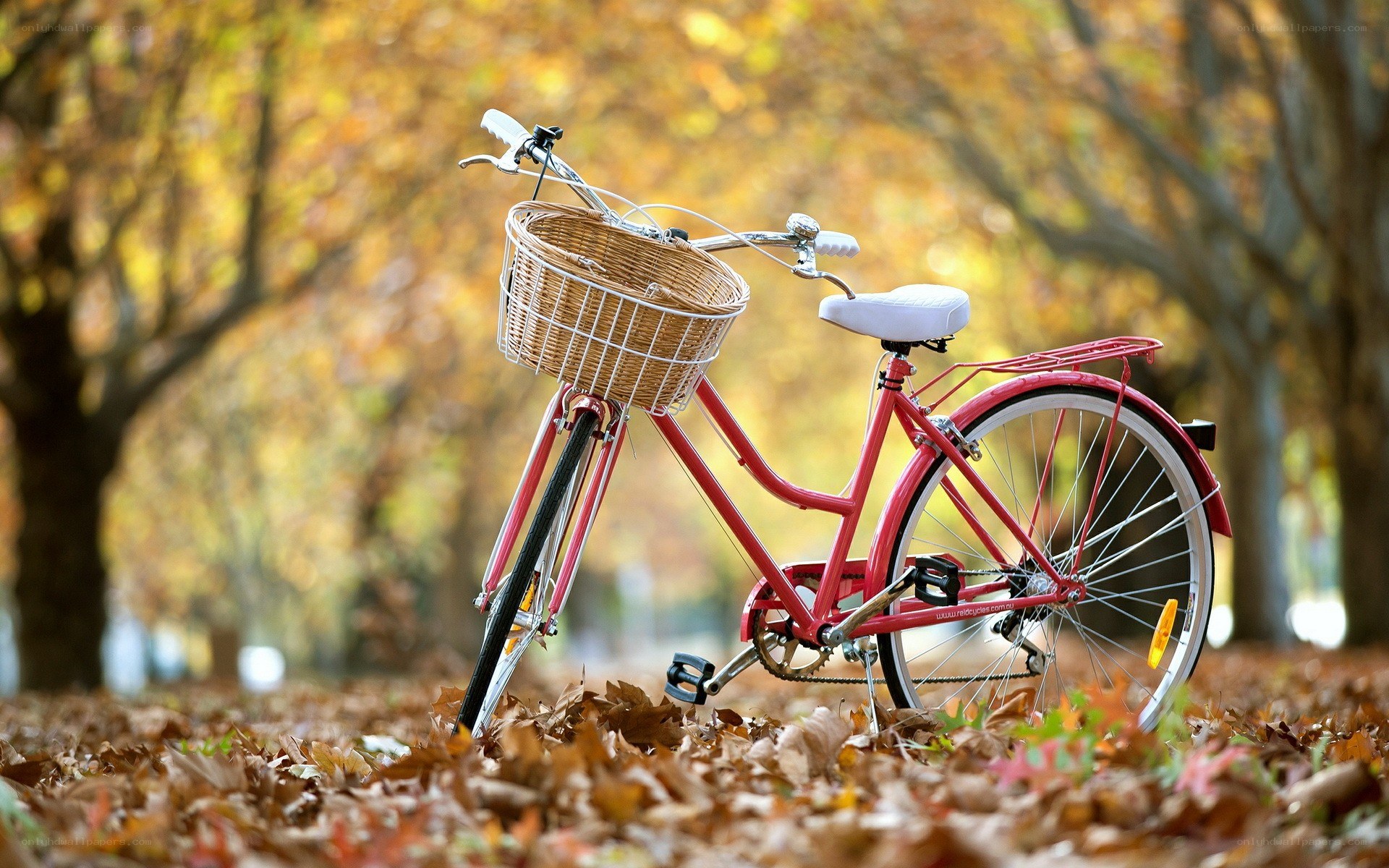 Red bicycle in autumn leaves