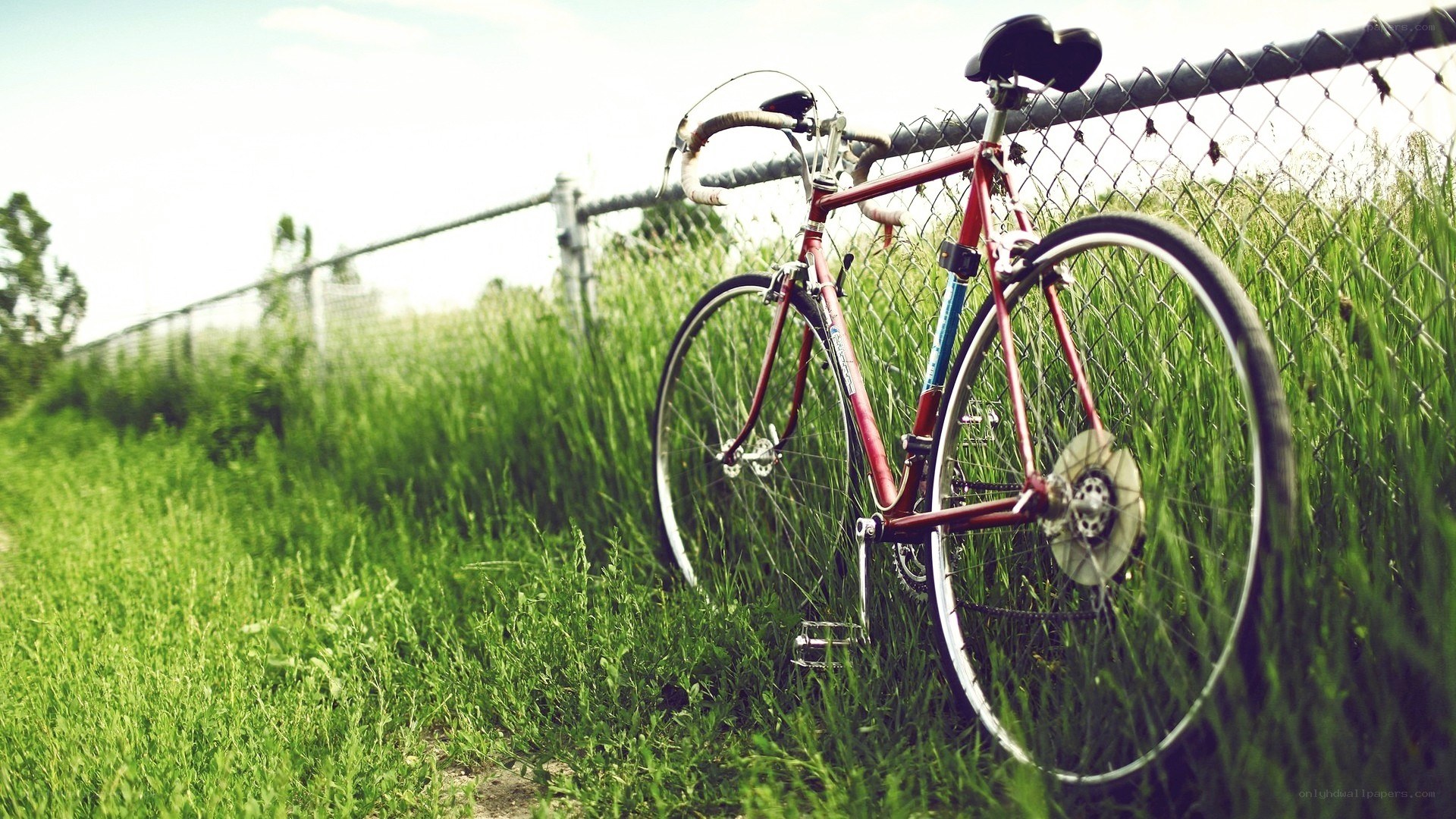 red bicycle in grass
