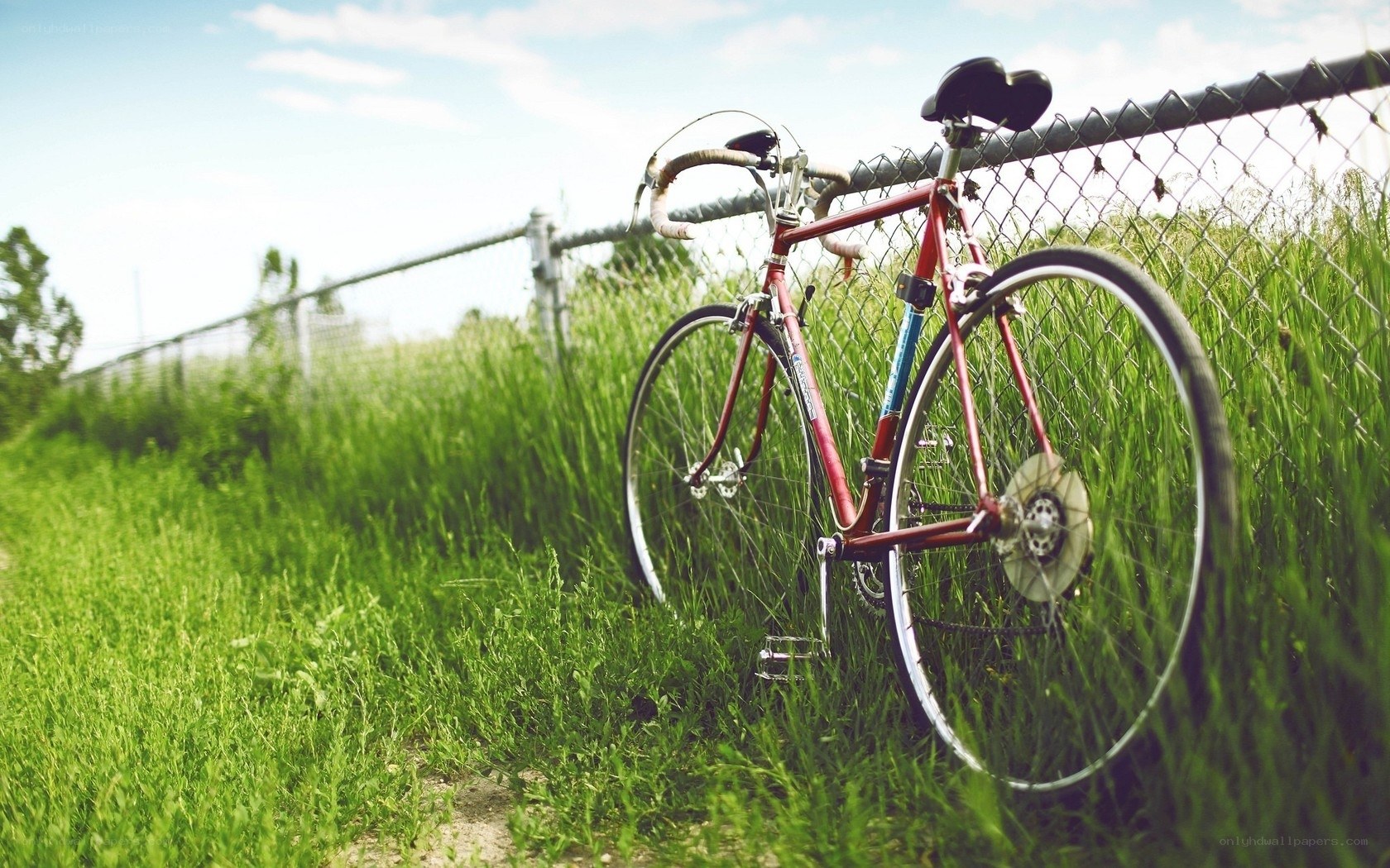 Red bicycle in grass