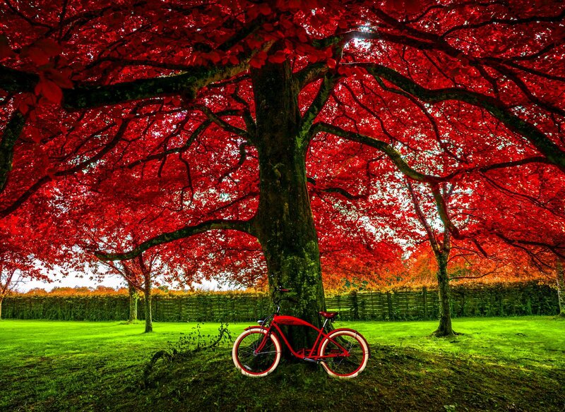 Red Bicycle under Tree