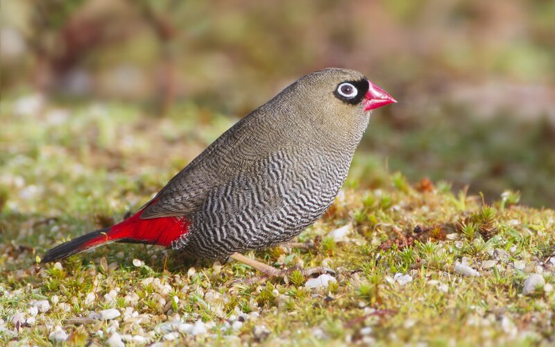 Red-billed firefinch bird