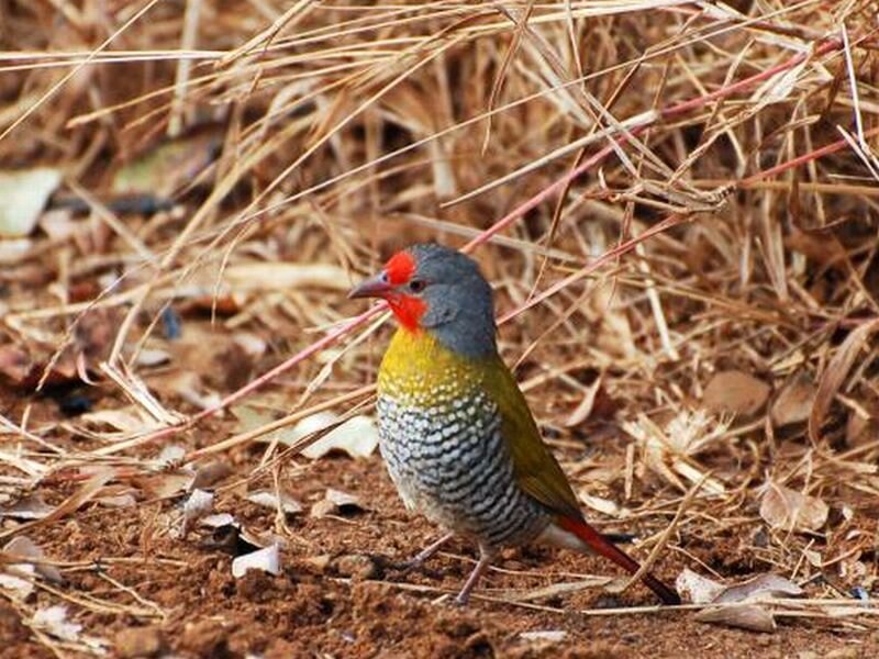 Red-billed Firefinch — Brown