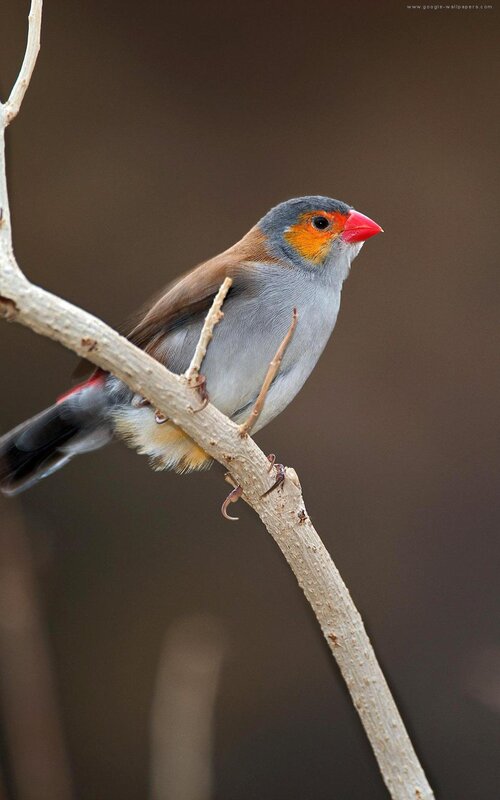 Red-billed Firefinch — Gray, Calm, Photograph