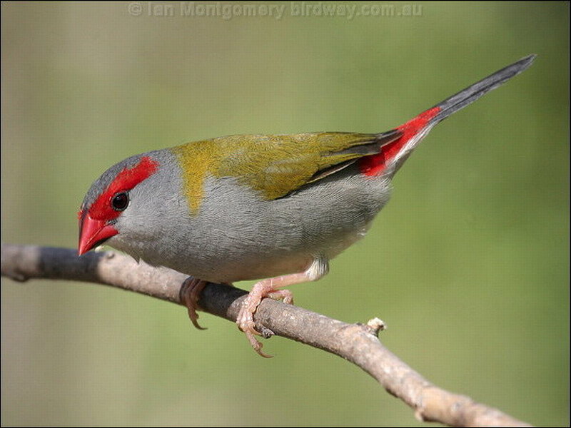 Red-billed Firefinch — Gray