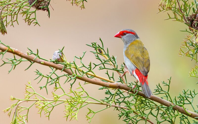 Red-billed Firefinch — Green, Calm, Afternoon