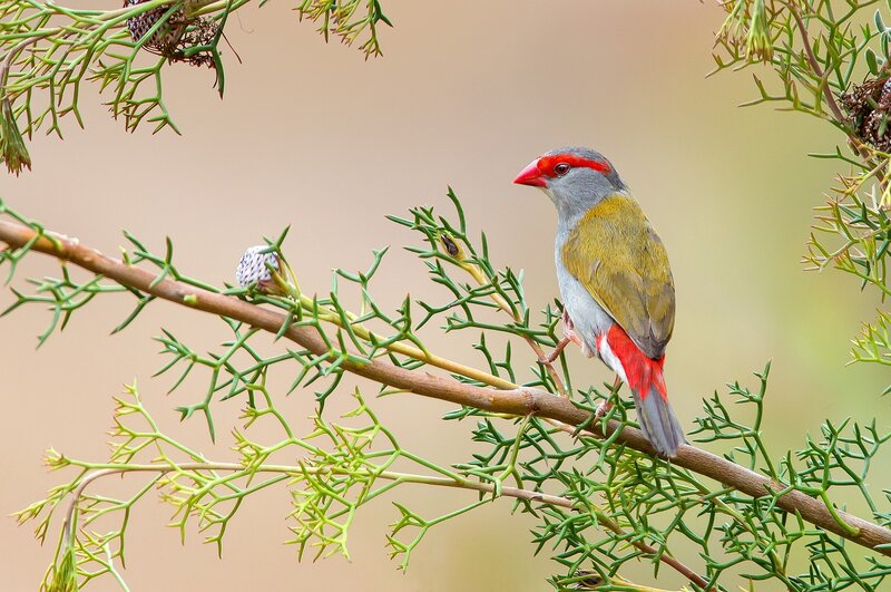 Red-billed Firefinch — Green, Calm, Photograph