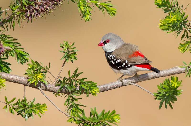 Red-billed Firefinch — Green, Calm