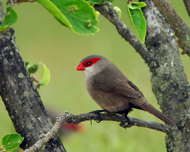 Red-billed Firefinch — Green