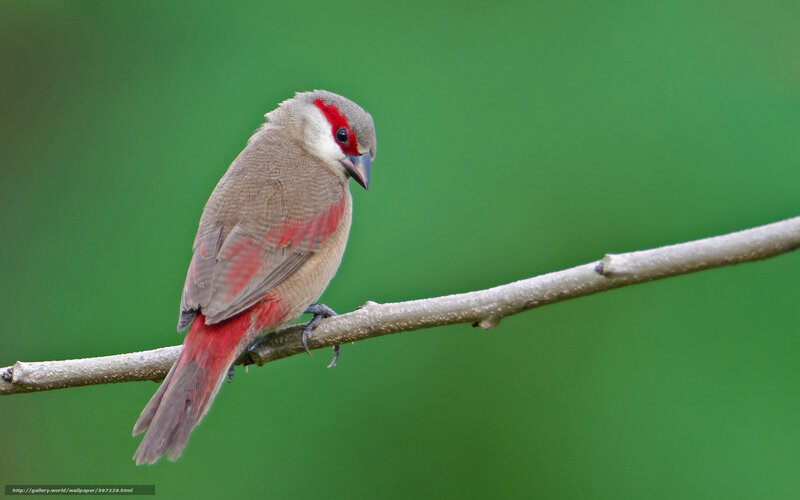 Red-billed Firefinch on a branch