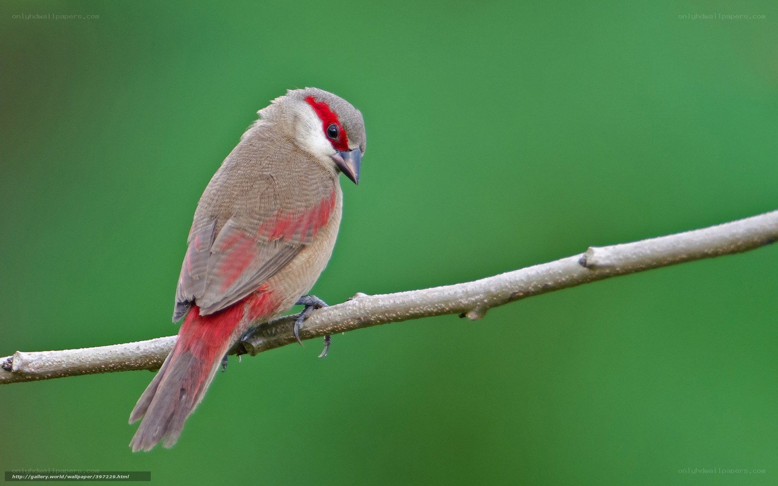 Red-billed Firefinch on a branch