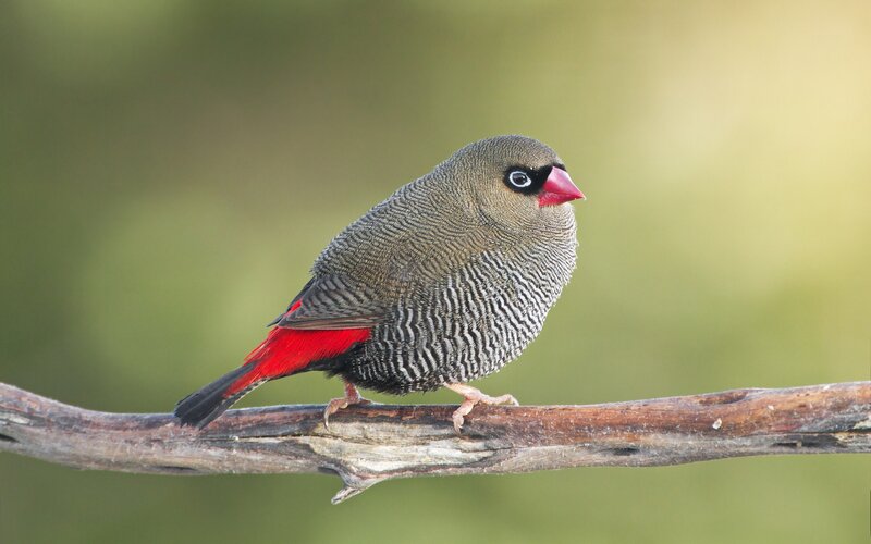 Red-billed firefinch perched
