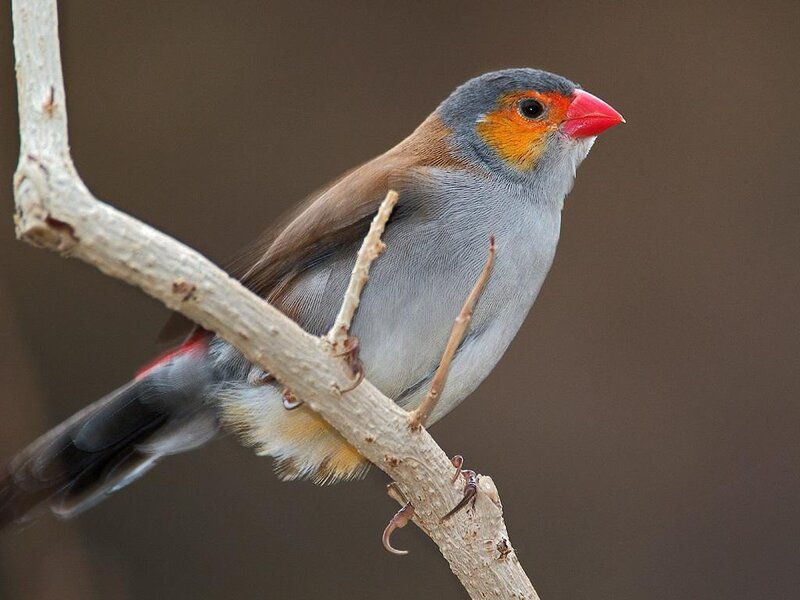 Red-billed firefinch perched