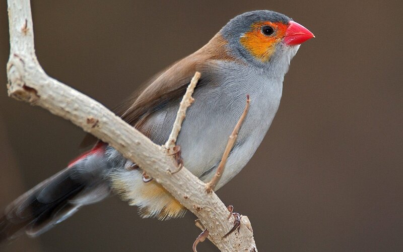 Red-billed firefinch perched
