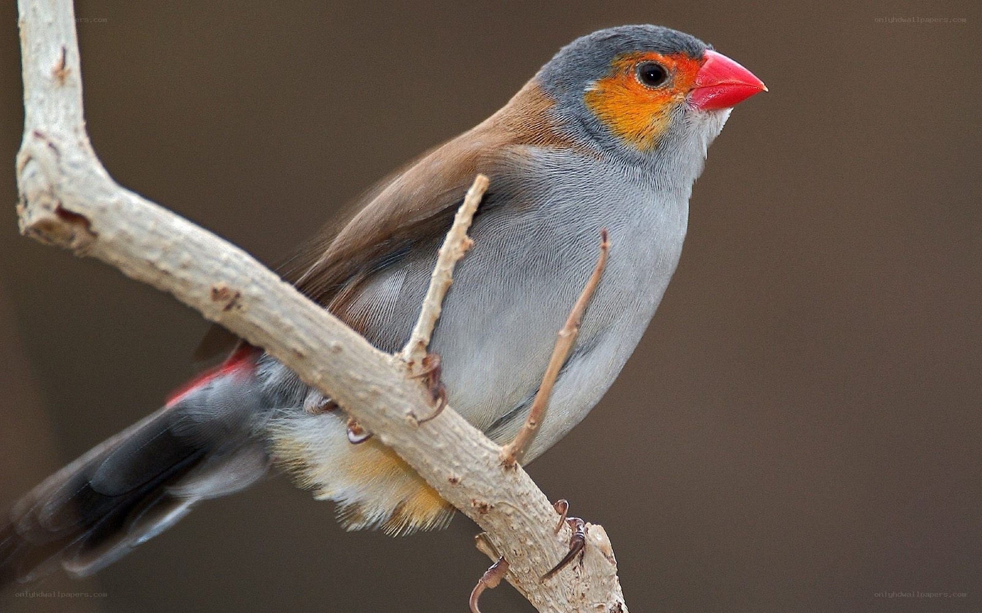 Red-billed firefinch perched