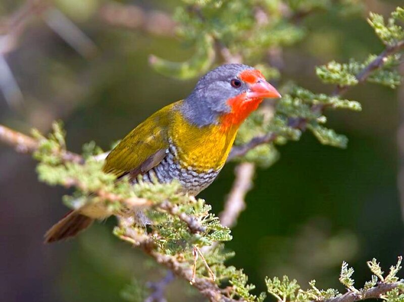 Red-billed Firefinch