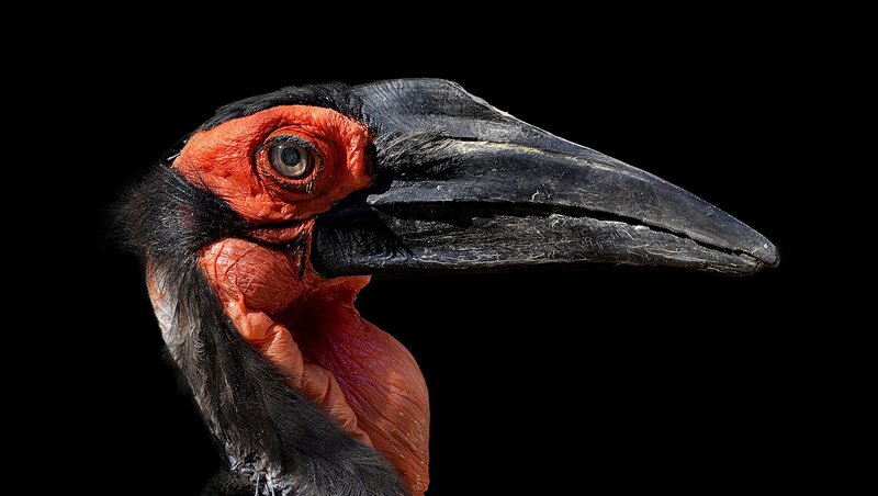 Red-billed Hornbill — Black