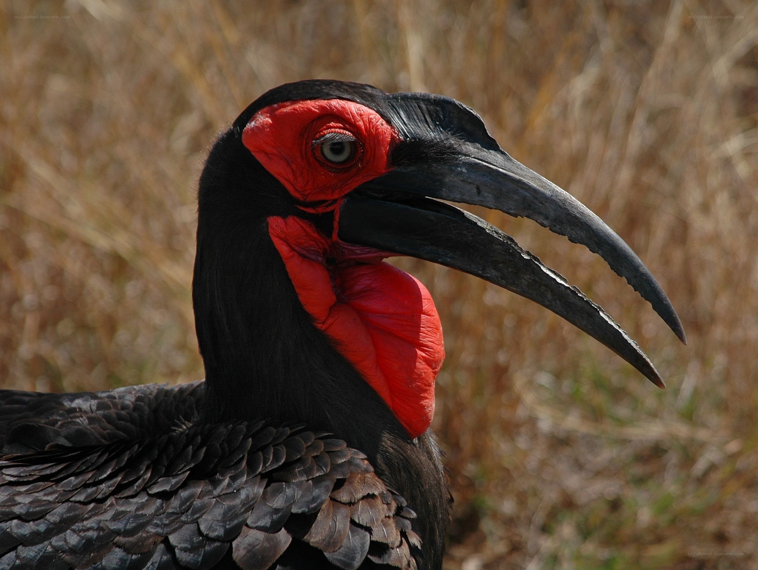 Red-billed hornbill close-up