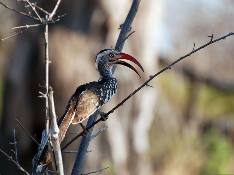 Red-billed hornbill perched on branch