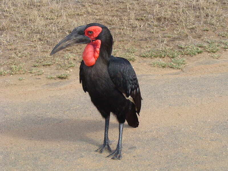 Red-billed Hornbill