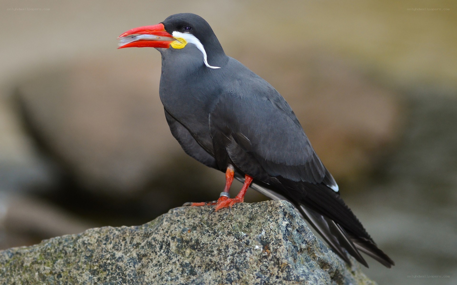 Red-billed tern with fish