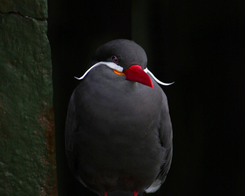 Red-billed Tropicbird