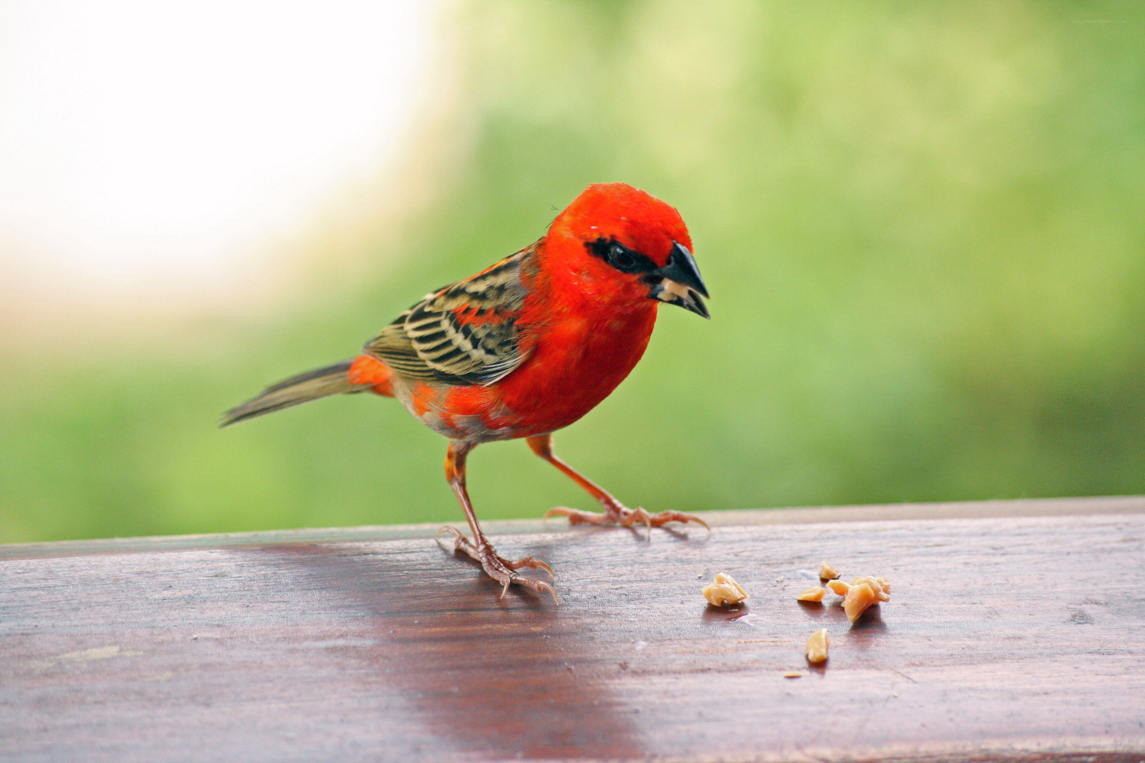 red bird eating on wood
