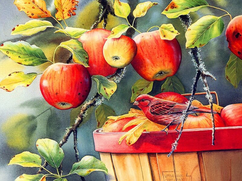 Red Bird in Apple Basket