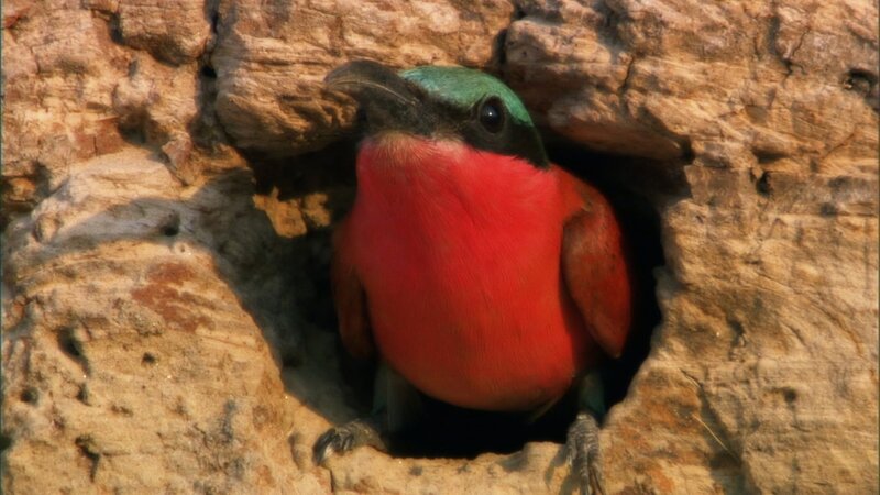 Red Bird in Nest — Natural
