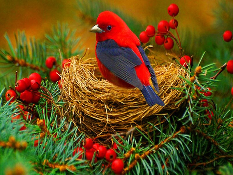 Red Bird in Nest — Serene, Autumn