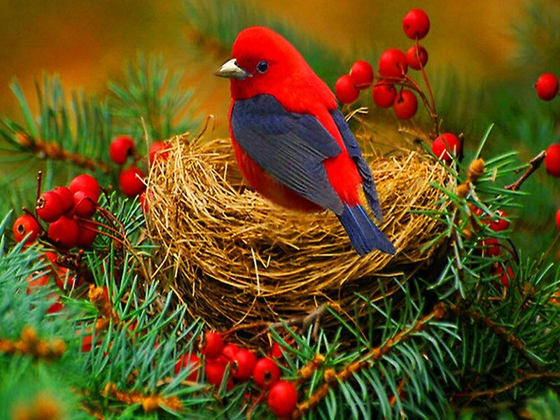 Red Bird in Nest — Serene