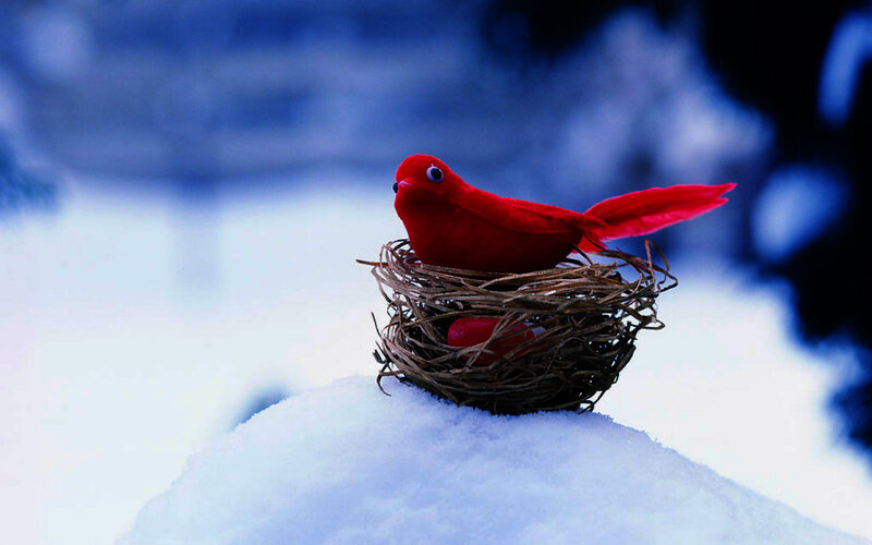 Red Bird in Nest — Serene, Winter