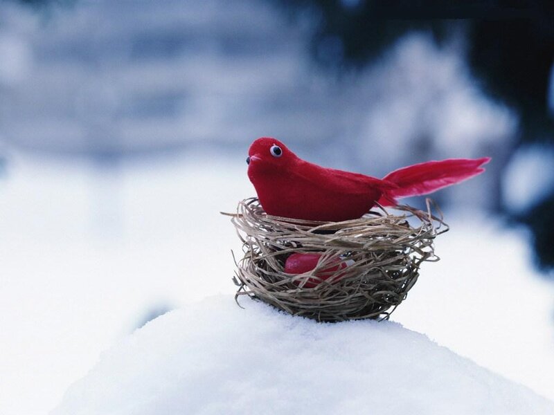 Red Bird in Nest