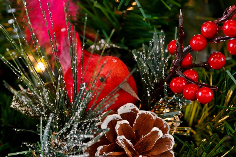 Red Bird in Pine Branches