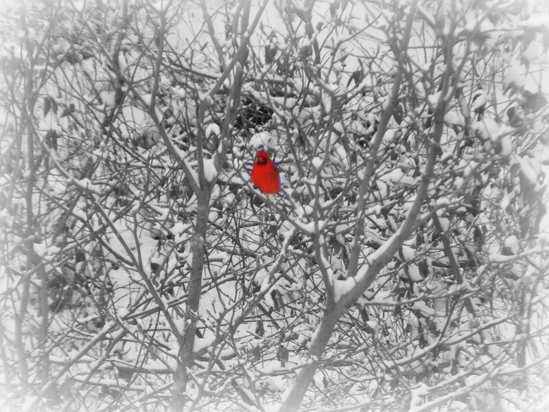 Red Bird in Snow — Cold