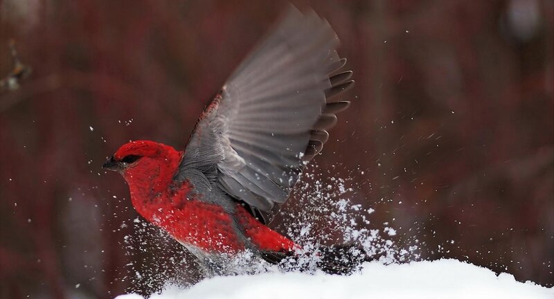 Red Bird in Snow — Dynamic, Winter, Photograph