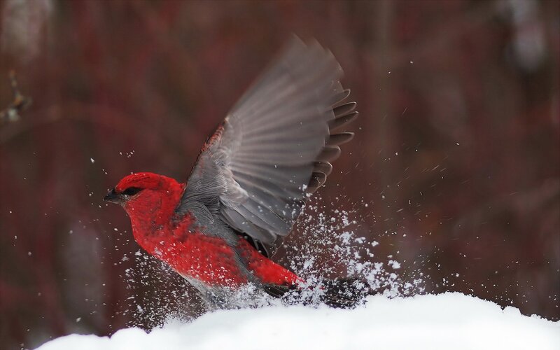 Red bird in snow