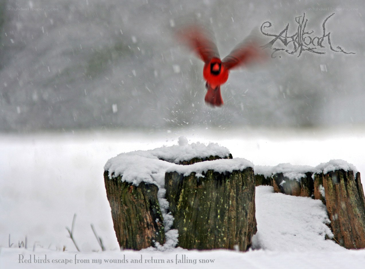 Red bird in snowstorm